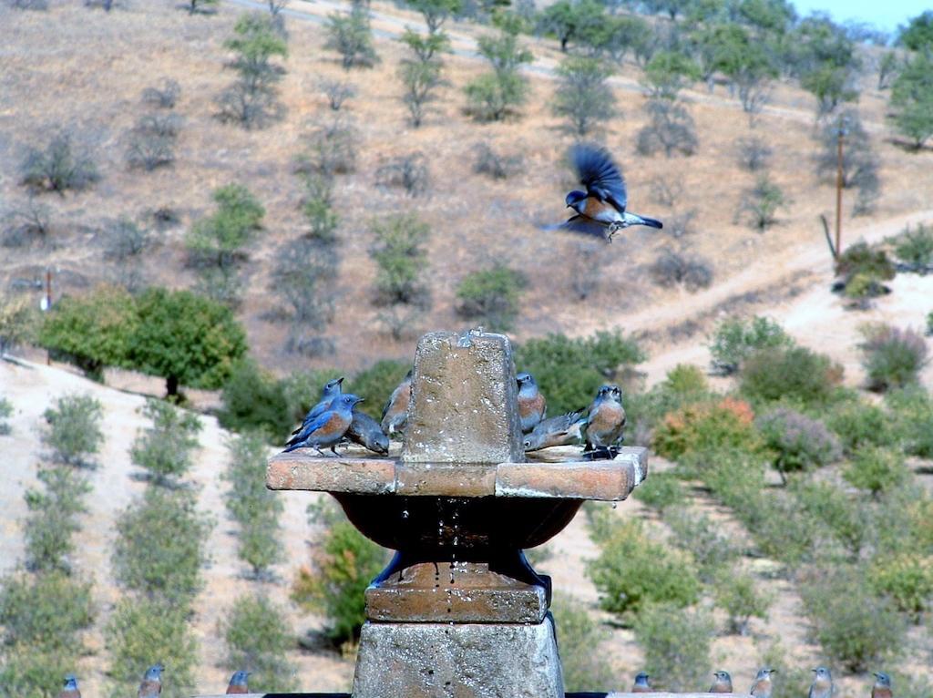 Sirena Vineyard Resort - 3 Bedroom Guest House Paso Robles Exterior photo